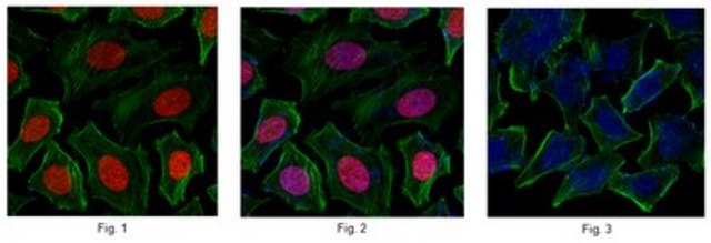 Anti-Chromobox protein homolog 3 Antibody from rabbit, purified by affinity chromatography