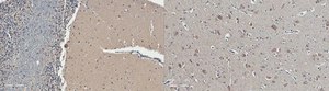 Anti-Substance P Receptor from rabbit, purified by affinity chromatography
