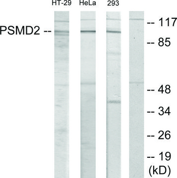 Anti-PSMD2, N-Terminal antibody produced in rabbit affinity isolated antibody