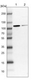 Anti-NVL antibody produced in rabbit Prestige Antibodies&#174; Powered by Atlas Antibodies, affinity isolated antibody, buffered aqueous glycerol solution