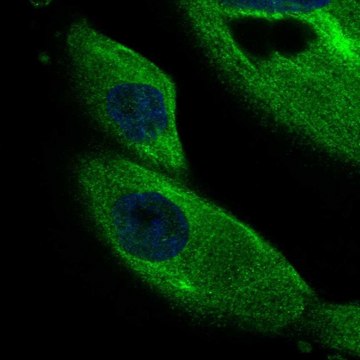 Anti-DCDC2 antibody produced in rabbit Prestige Antibodies&#174; Powered by Atlas Antibodies, affinity isolated antibody