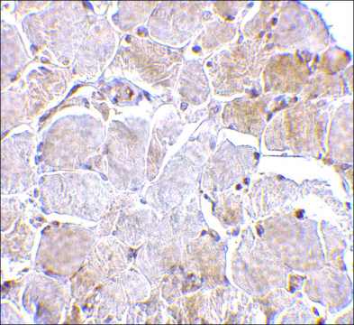 Anti-MAPKAP1 (ab1) antibody produced in rabbit affinity isolated antibody, buffered aqueous solution