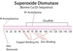 Superoxide Dismutase from bovine erythrocytes lyophilized powder, &#8805;3,000&#160;units/mg protein, Protein &#8805;95&#160;% by biuret