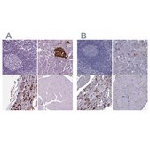 Anti-SCG5 antibody produced in rabbit Prestige Antibodies&#174; Powered by Atlas Antibodies, affinity isolated antibody, buffered aqueous glycerol solution