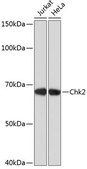 Anti-Chk2 antibody produced in rabbit