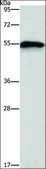 Anti-CDK19 antibody produced in rabbit affinity isolated antibody