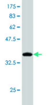 Monoclonal Anti-AUH antibody produced in mouse clone 2G12, purified immunoglobulin, buffered aqueous solution