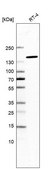 Anti-SF3B1 antibody produced in rabbit Prestige Antibodies&#174; Powered by Atlas Antibodies, affinity isolated antibody, buffered aqueous glycerol solution