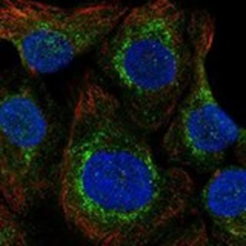 Anti-SELENOO antibody produced in rabbit Prestige Antibodies&#174; Powered by Atlas Antibodies, affinity isolated antibody, buffered aqueous glycerol solution