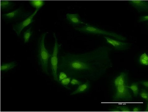 Monoclonal Anti-PDE6D antibody produced in mouse clone 4H6, purified immunoglobulin, buffered aqueous solution