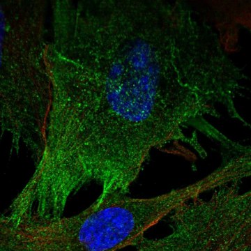 Anti-MYLK antibody produced in rabbit Prestige Antibodies&#174; Powered by Atlas Antibodies, affinity isolated antibody