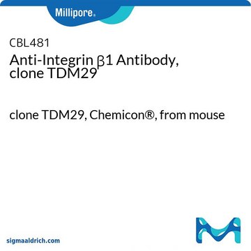 Anti-Integrin &#946;1 Antibody, clone TDM29 clone TDM29, Chemicon&#174;, from mouse