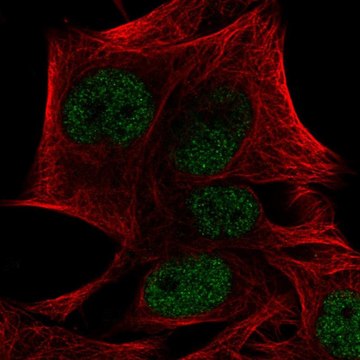 Anti-PRDM4 antibody produced in rabbit Prestige Antibodies&#174; Powered by Atlas Antibodies, affinity isolated antibody