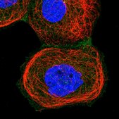 Anti-ARL4C antibody produced in rabbit Prestige Antibodies&#174; Powered by Atlas Antibodies, affinity isolated antibody, buffered aqueous glycerol solution
