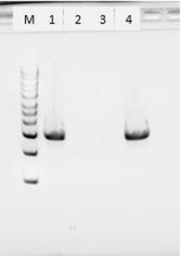 Proteinase K from Tritirachium album free of DNA contaminants, suitable for Microbiome research, lyophilized powder, &#8805;30 units/mg protein