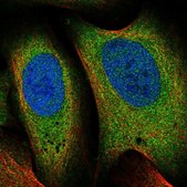 Anti-EIF3M antibody produced in rabbit Prestige Antibodies&#174; Powered by Atlas Antibodies, affinity isolated antibody, buffered aqueous glycerol solution