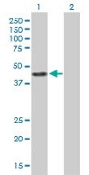 Anti-ACY1 antibody produced in mouse purified immunoglobulin, buffered aqueous solution