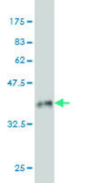 Monoclonal Anti-CDKL1 antibody produced in mouse clone 3G8, purified immunoglobulin, buffered aqueous solution