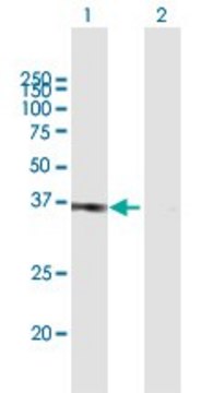 Anti-POU6F1 antibody produced in mouse purified immunoglobulin, buffered aqueous solution