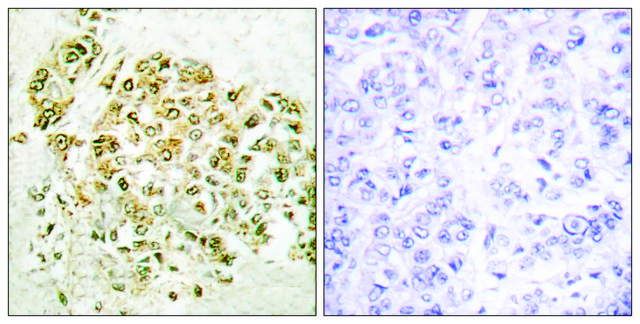Anti-MZF-1, N-Terminal antibody produced in rabbit affinity isolated antibody