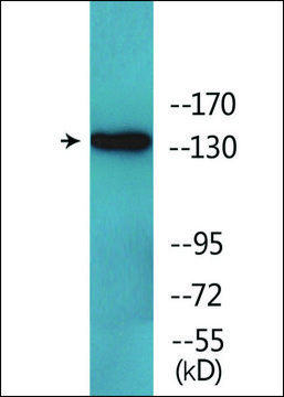 Anti-phospho-EGFR (pTyr1110) antibody produced in rabbit affinity isolated antibody