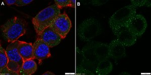 Anti-TrkB Antibody, clone 3E18 ZooMAb&#174; Rabbit Monoclonal recombinant, expressed in HEK 293 cells