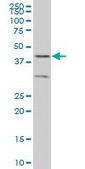 ANTI-ELF3 antibody produced in mouse clone 2G9, purified immunoglobulin, buffered aqueous solution