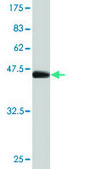 Monoclonal Anti-GCG antibody produced in mouse clone 1E2-E6, purified immunoglobulin, buffered aqueous solution