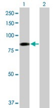 Anti-EHHADH antibody produced in rabbit purified immunoglobulin, buffered aqueous solution