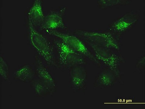 Monoclonal Anti-FTL antibody produced in mouse clone 1C2, purified immunoglobulin, buffered aqueous solution