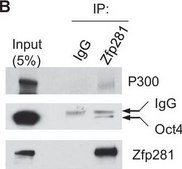 IgG, Rabbit Rabbit IgG Polyclonal Antibody validated for use in ELISA.