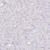 Anti-TMEM150C antibody produced in rabbit Prestige Antibodies&#174; Powered by Atlas Antibodies, affinity isolated antibody, buffered aqueous glycerol solution