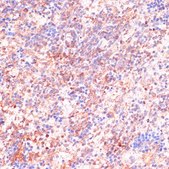 Anti-CDC20 antibody produced in rabbit