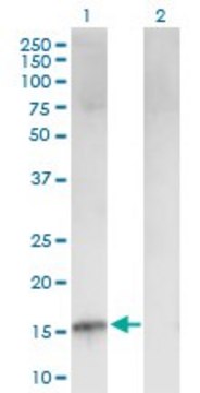 Anti-CDKN2B antibody produced in mouse purified immunoglobulin, buffered aqueous solution