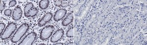 Anti-RBPJ Antibody, clone 2D10 ZooMAb&#174; Rabbit Monoclonal recombinant, expressed in HEK 293 cells