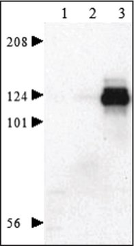 Golgi Isolation Kit sufficient for 50&#160;g (tissue)