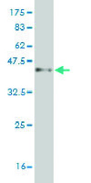 Monoclonal Anti-PCDH1 antibody produced in mouse clone 4H2, purified immunoglobulin, buffered aqueous solution