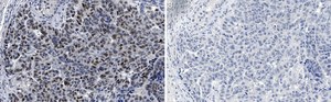 Anti-MDM2 Antibody, clone IF2 ZooMAb&#174; Mouse Monoclonal recombinant, expressed in HEK 293 cells