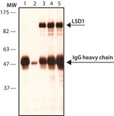 Anti-LSD1 (AOF2) (C-terminal) antibody produced in rabbit ~1&#160;mg/mL, affinity isolated antibody, buffered aqueous solution