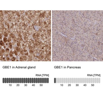 Anti-GBE1 antibody produced in rabbit Prestige Antibodies&#174; Powered by Atlas Antibodies, affinity isolated antibody, buffered aqueous glycerol solution