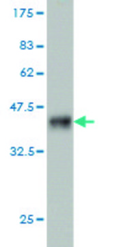 Monoclonal Anti-NEK4, (C-terminal) antibody produced in mouse clone 2E9, purified immunoglobulin, buffered aqueous solution