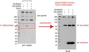Anti-phospho-UVRAG (Ser498) from rabbit