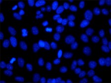 bisBenzimide H 33258 powder, BioReagent, suitable for cell culture, &#8805;98% (HPLC and TLC)