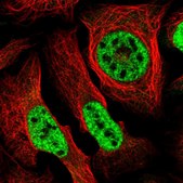 Anti-SEPHS2 antibody produced in rabbit Prestige Antibodies&#174; Powered by Atlas Antibodies, affinity isolated antibody, buffered aqueous glycerol solution