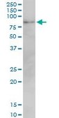 Monoclonal Anti-MFN2, (C-terminal) antibody produced in mouse clone 6A8, purified immunoglobulin, buffered aqueous solution