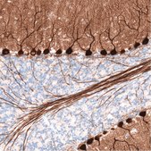 Monoclonal Anti-PCP4 antibody produced in mouse Prestige Antibodies&#174; Powered by Atlas Antibodies, clone CL5306, purified immunoglobulin, buffered aqueous glycerol solution