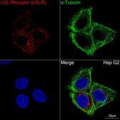 Anti-LDL Receptor (LDLR) Antibody, clone 10K4L8, Rabbit Monoclonal