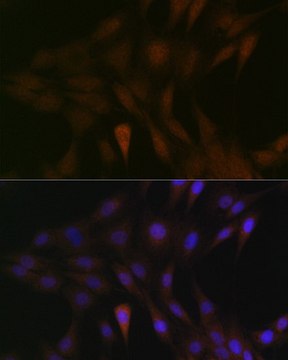 Anti-MEK3 antibody produced in rabbit