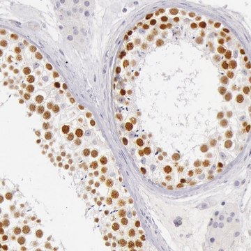 Anti-RBMY1A1 antibody produced in rabbit Prestige Antibodies&#174; Powered by Atlas Antibodies, affinity isolated antibody, buffered aqueous glycerol solution