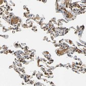 Anti-MEGF9 antibody produced in rabbit Prestige Antibodies&#174; Powered by Atlas Antibodies, affinity isolated antibody, buffered aqueous glycerol solution